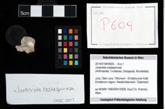 Foto (Objekt + Etikett) von Juracrista costaspinosa  (NHMW-GEO-2014-0194-0609)